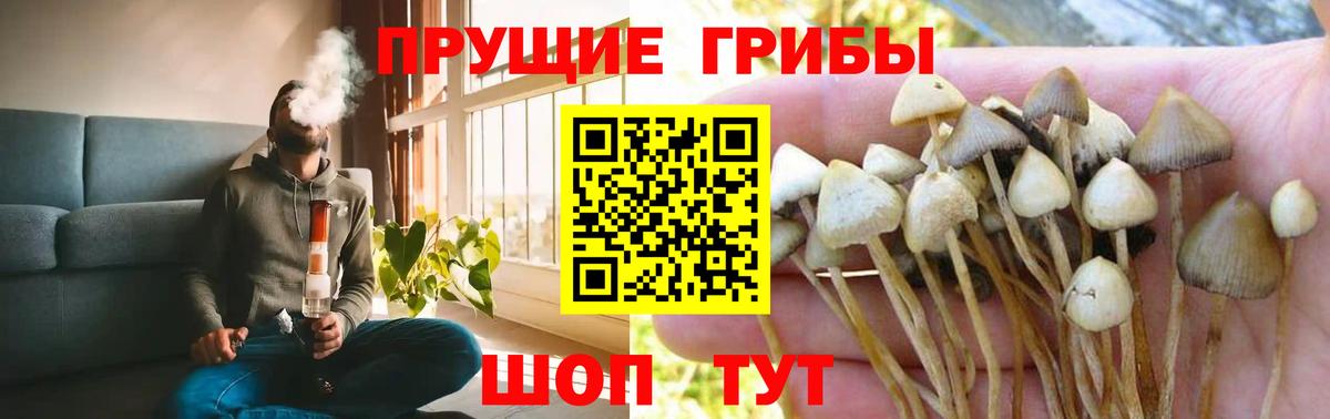 Псилоцибиновые грибы прущие грибы Краснознаменск